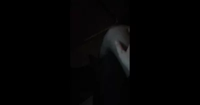 新作：旧时王谢堂前燕黑丝肉丝灰丝一部囊括